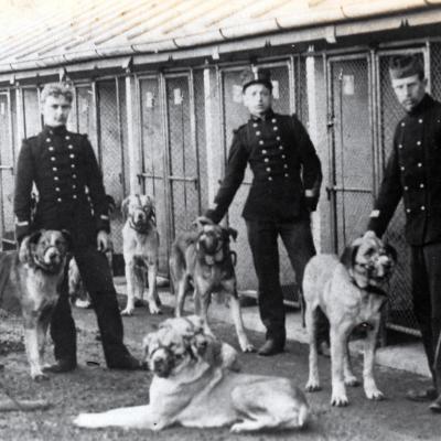 Le mastiff, un chien de race belge